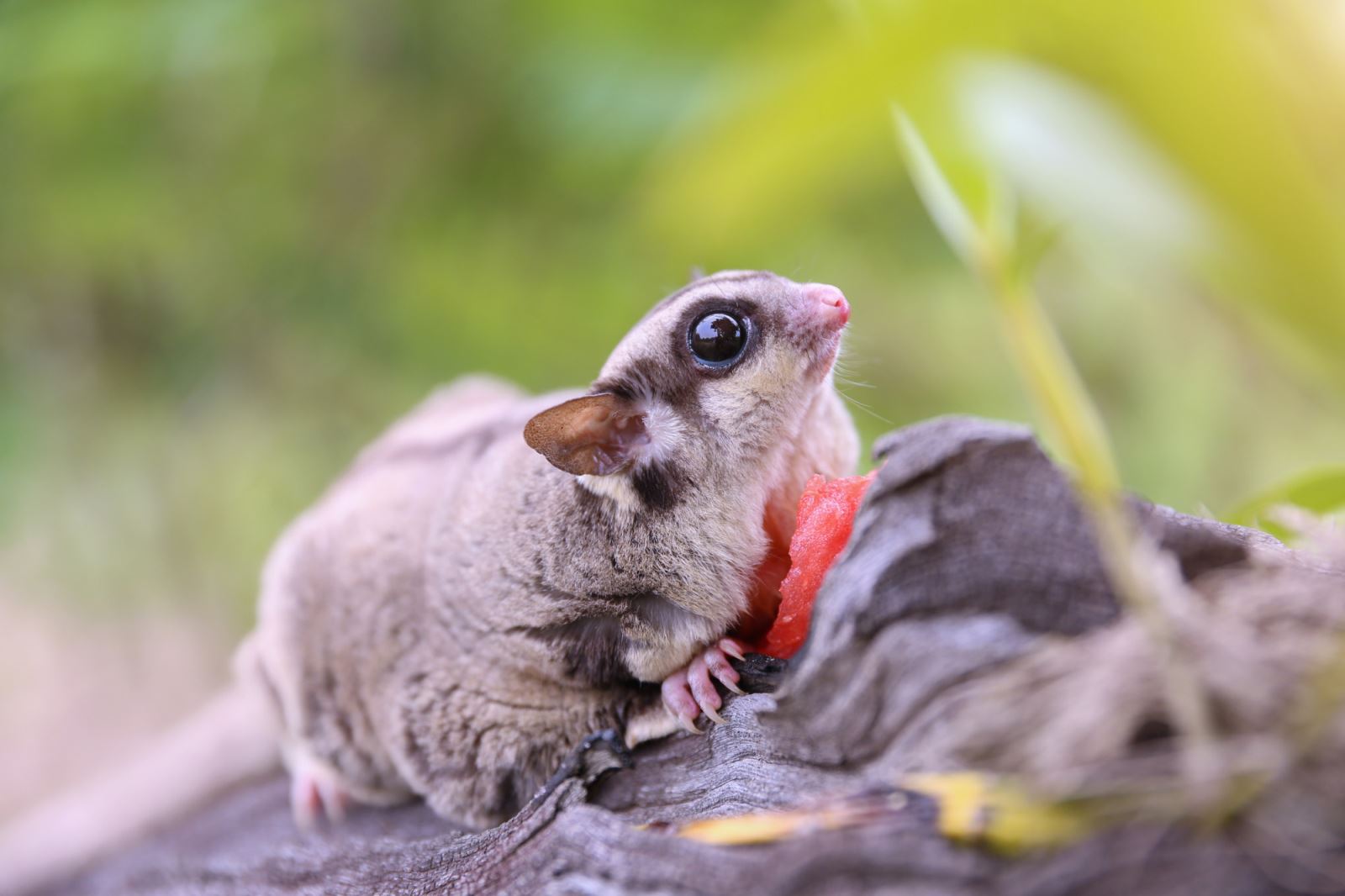 Sugar Glider