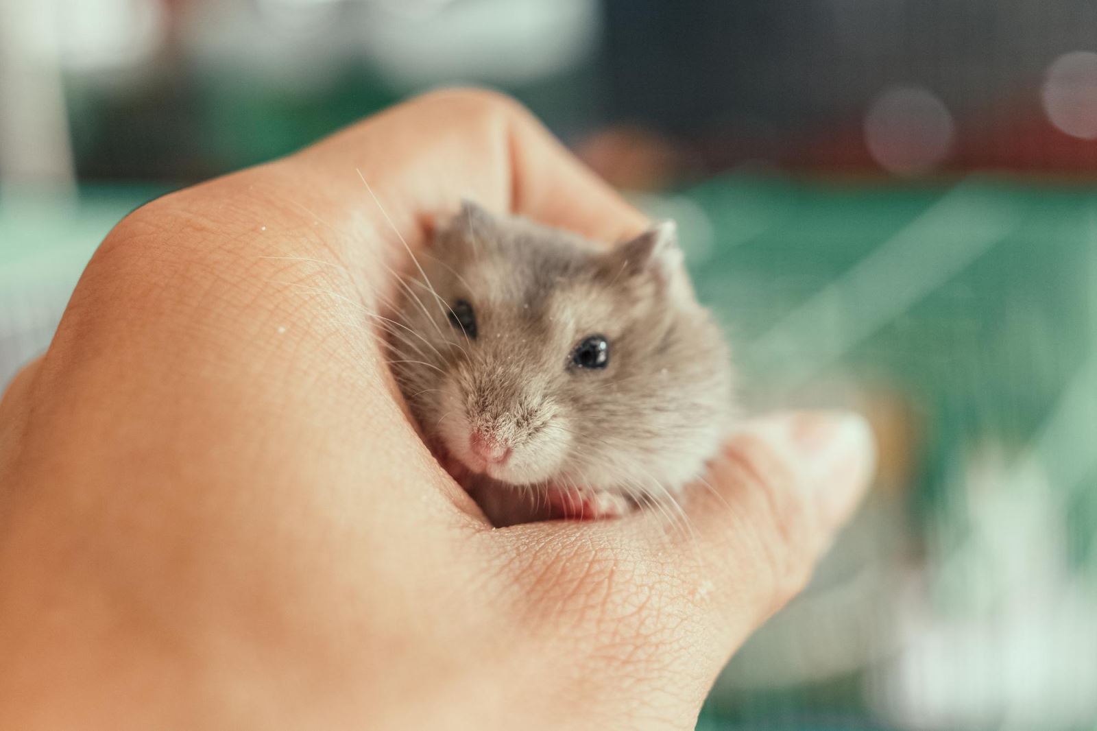 Case 1 Hamster