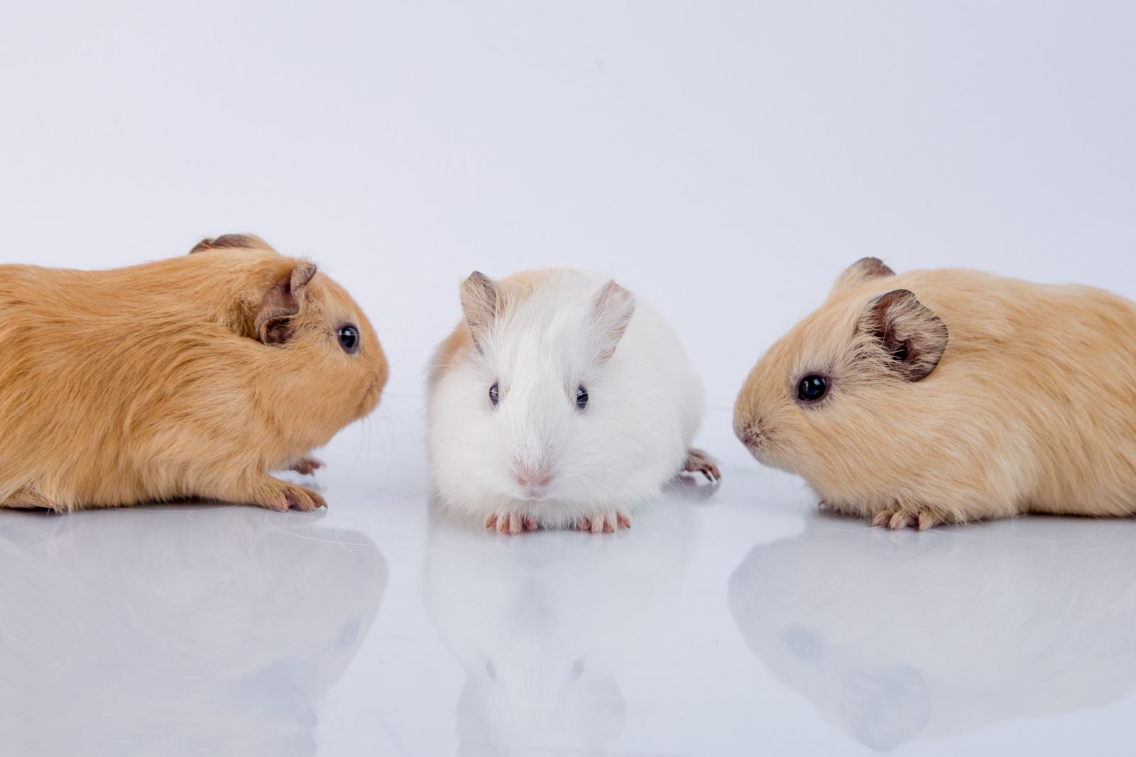 Guinea Pigs