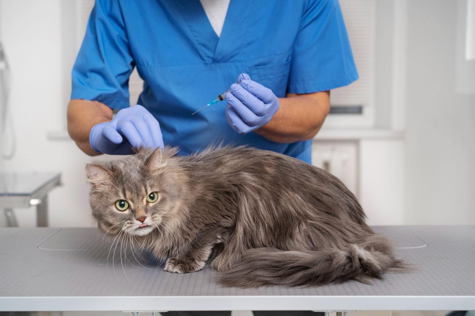 Photo: The veterinarian is giving the cat an injection
