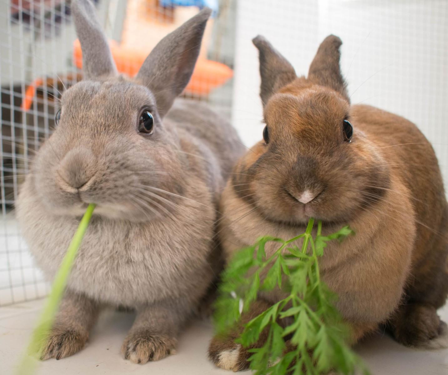 Rabbits