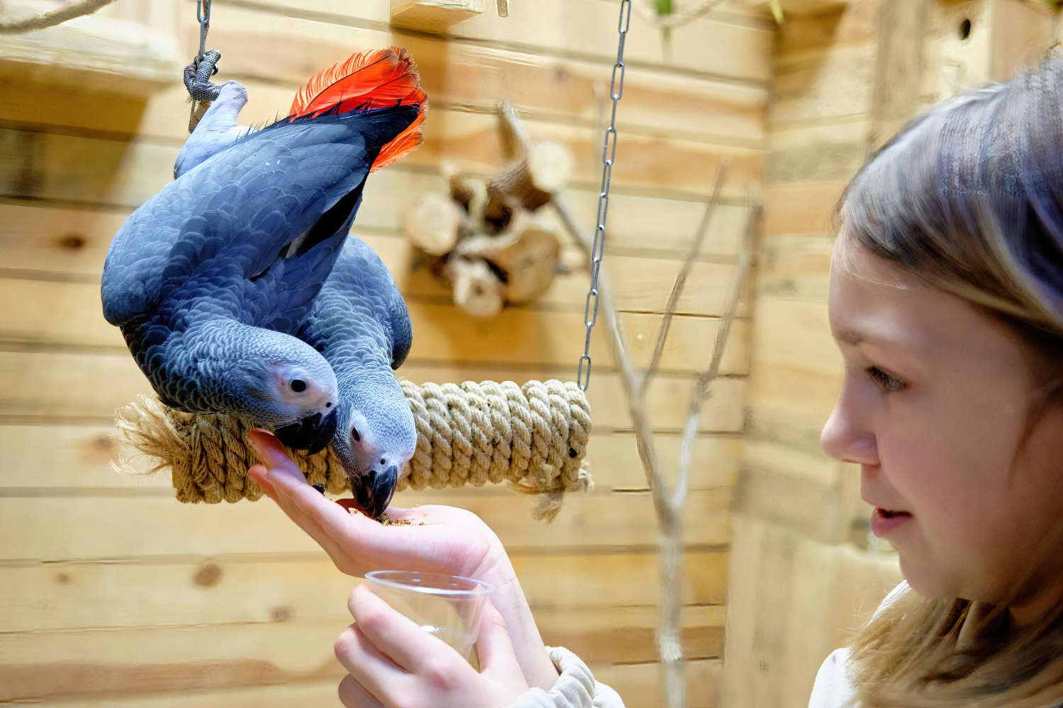 Girl is feeding parrots