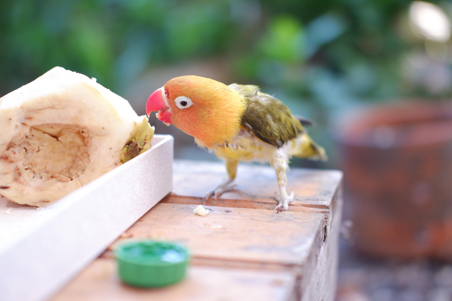 A parrot is eating bread