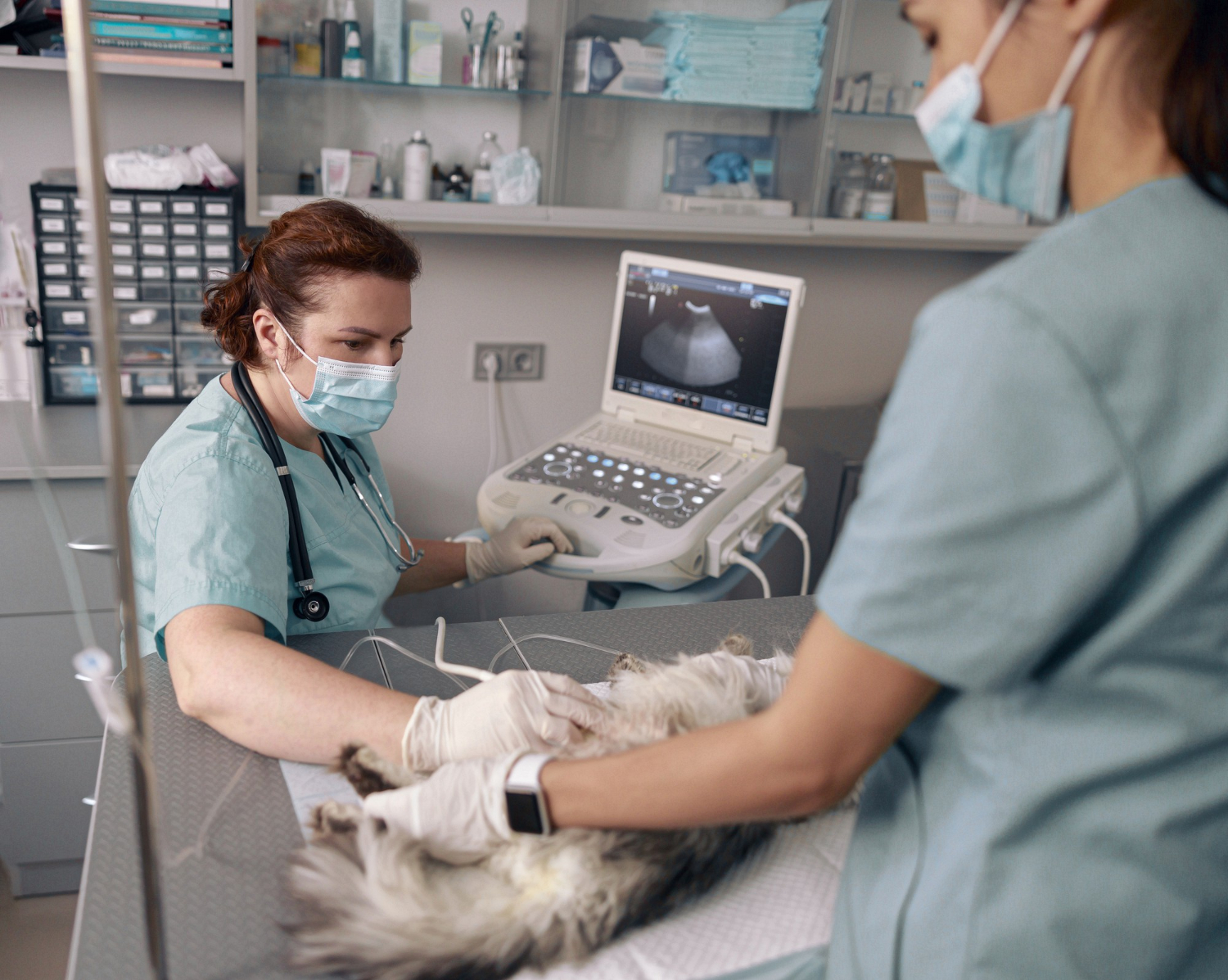 Photo: Veterenarian performs ultrasonography of abdominal organs of cat with nurse in clinic