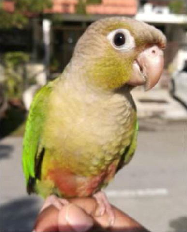 A cinnamon green-cheeked conure sitting on the hand