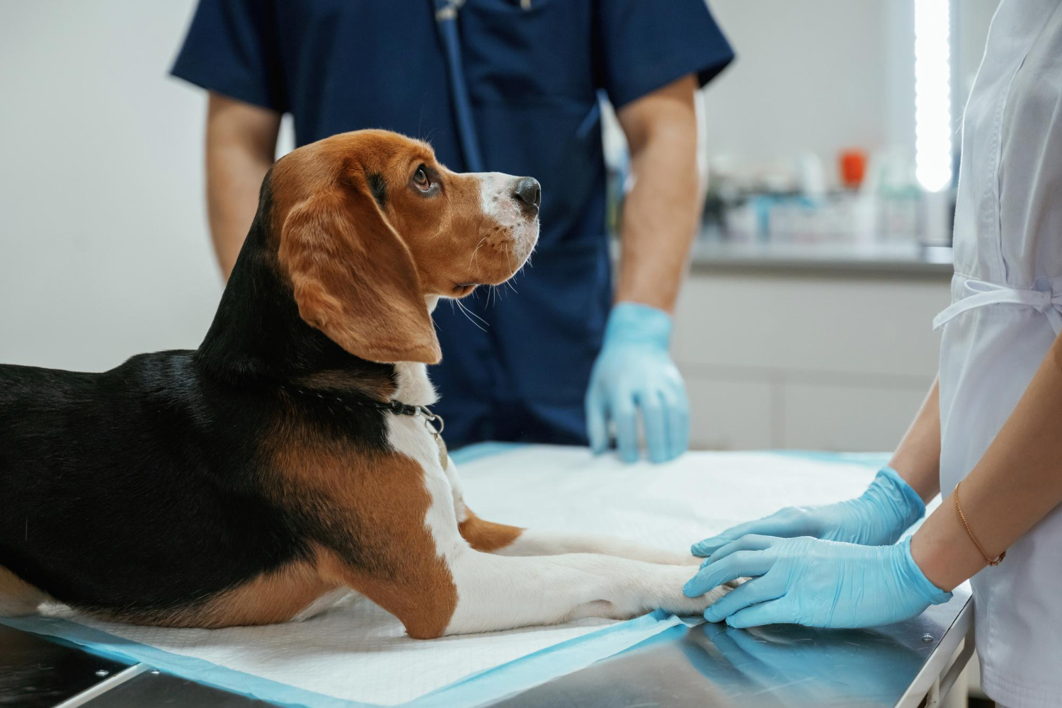 A dog is waiting for a veterinary check-up