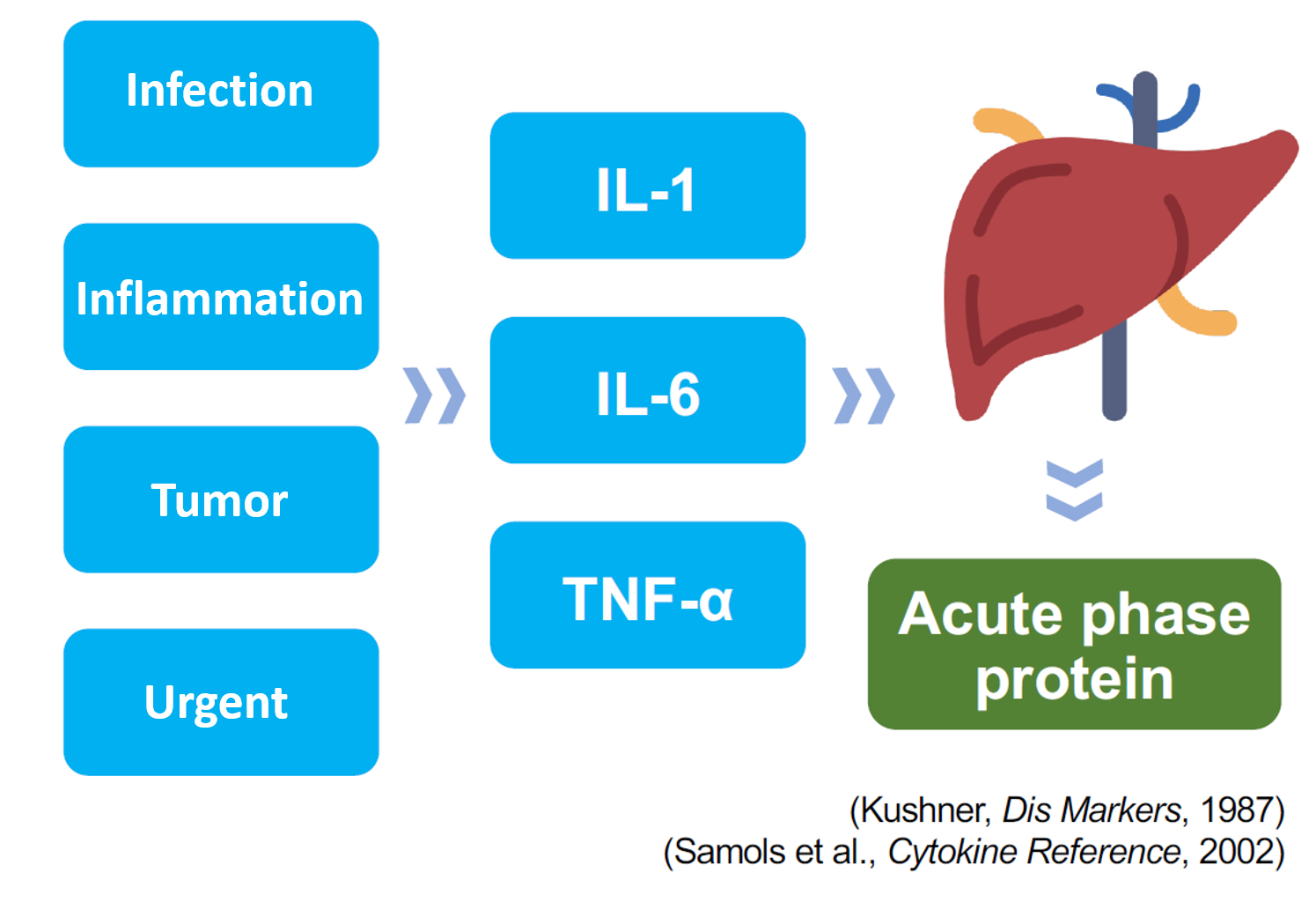 Activation of Canine C-Reaction Protein