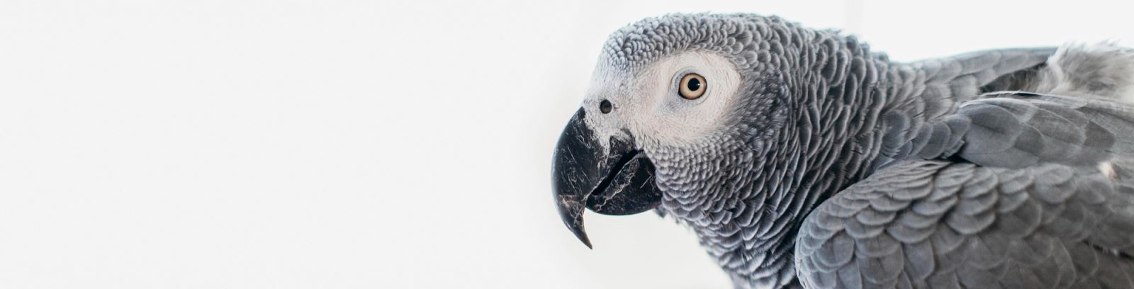 African gray parrot watching somewhere