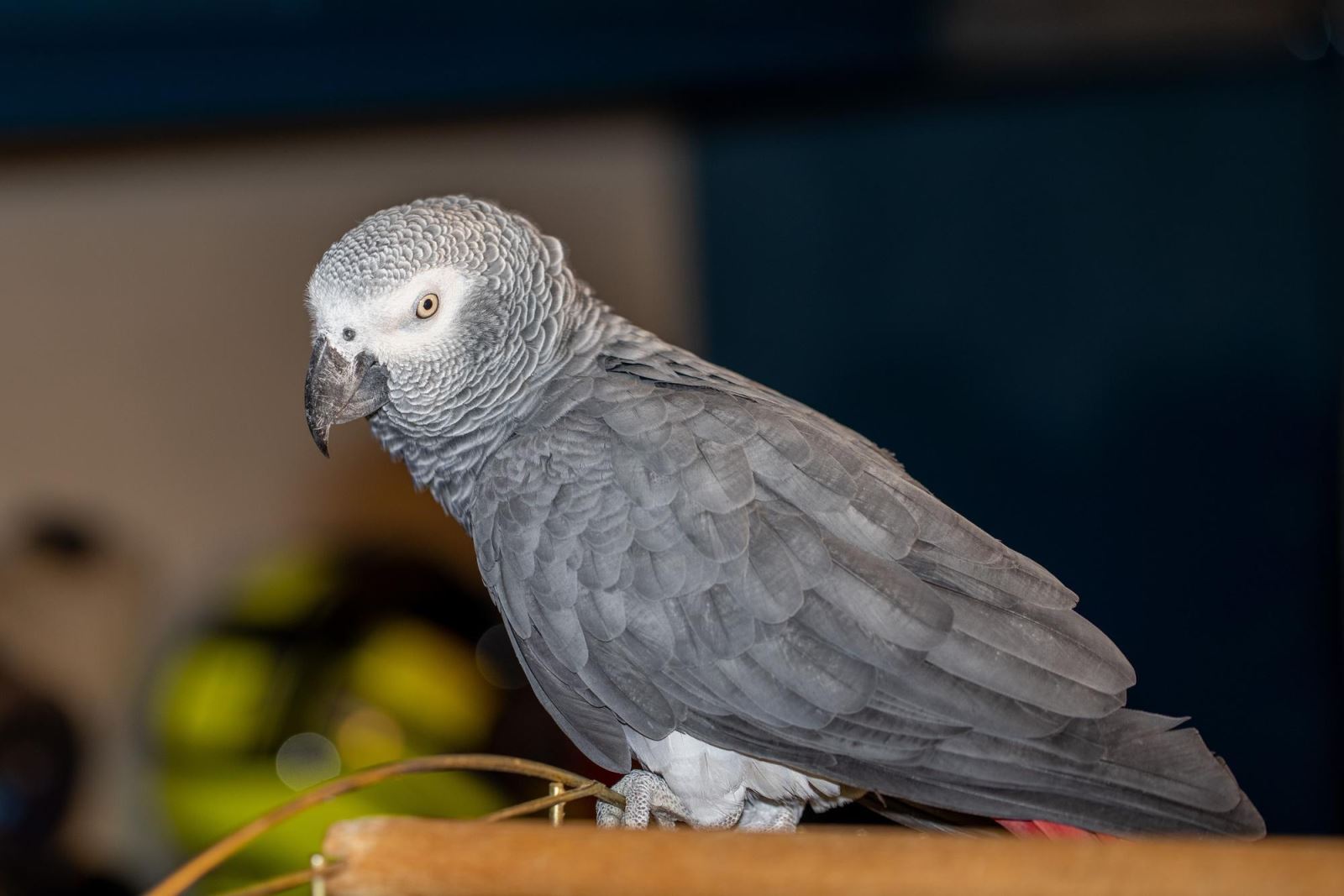 African gray parrot