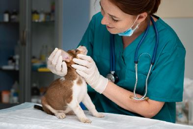 The female vet is checking the little dog