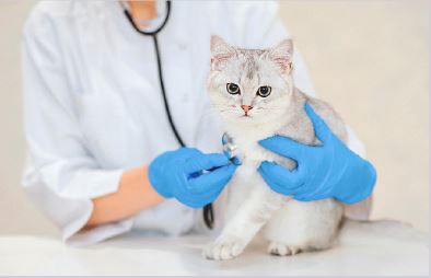 The vet is checking the cat