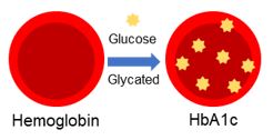 Illustration of Glycated Hemoglobin