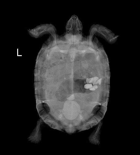 Case 1 X-ray