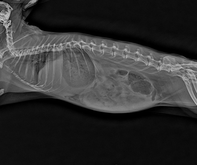 Case 1 X-rays reveal there is a large amount of gas is visible in the stomach from side view