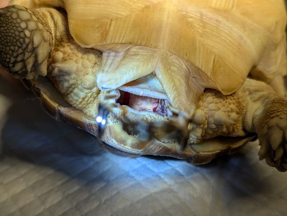 Obstructing stones can be seen in the cloaca in Case 1