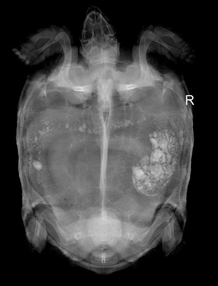 Case 3 X-ray