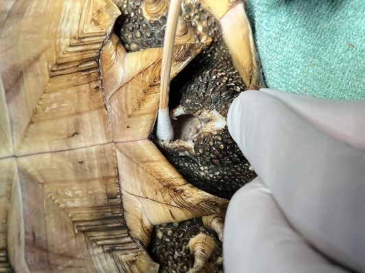 Obstructing calculi are visible in the cloaca of Case 3