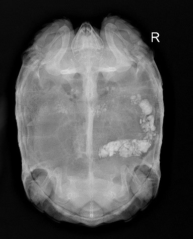 Postoperative X-ray of Case 3