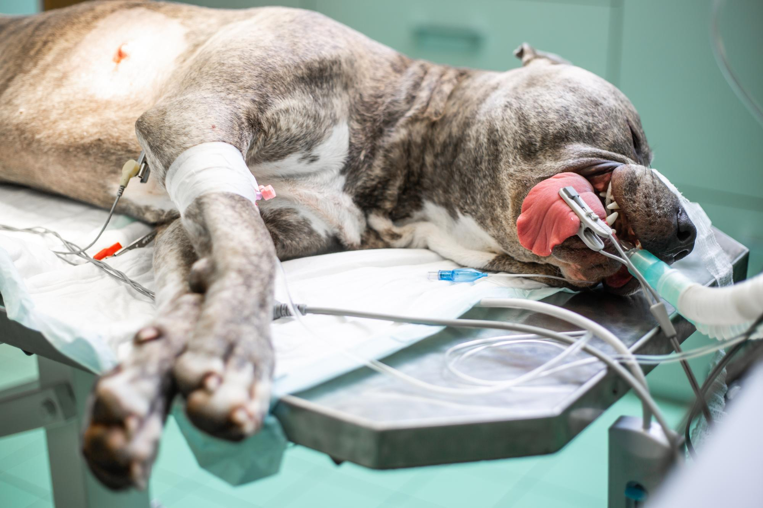Dog is under surgical anesthesia
