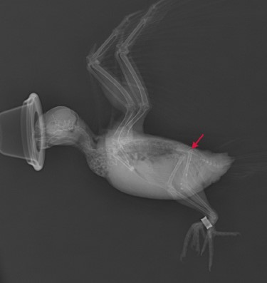 Case 1 Rt lateral view