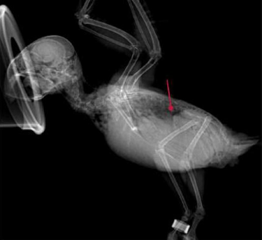 Case 2 Right recumbency lateral view