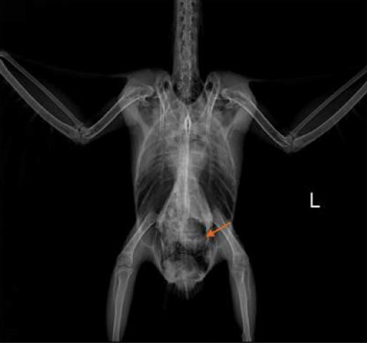 Case 3 VD view