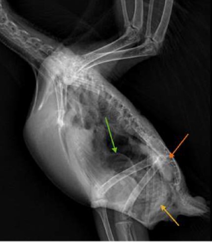 Case 3 Right recumbency lateral view