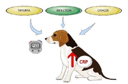 Factors including acute phase response, including CRP