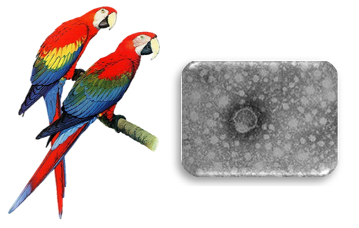 Illustration of parrots and Avian Bornavirus