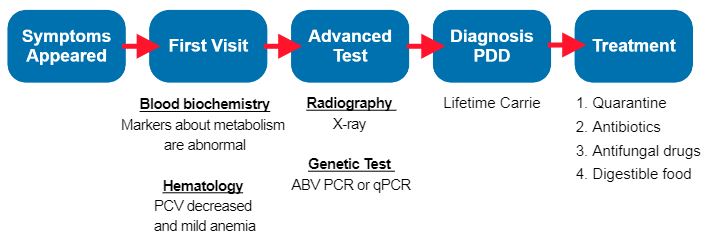 Avian Bornavirus diagnostic process