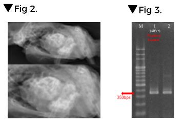 Dilated proventriculus photographed by X-ray and ABV gene expressed by PCR in parrots suffered from PDD