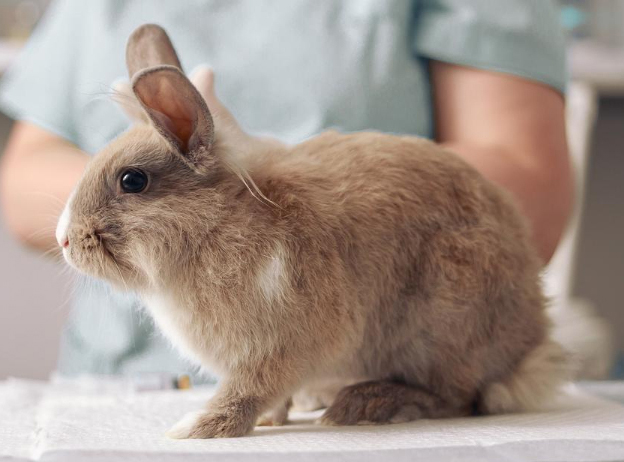Case 2 Pet Rabbit