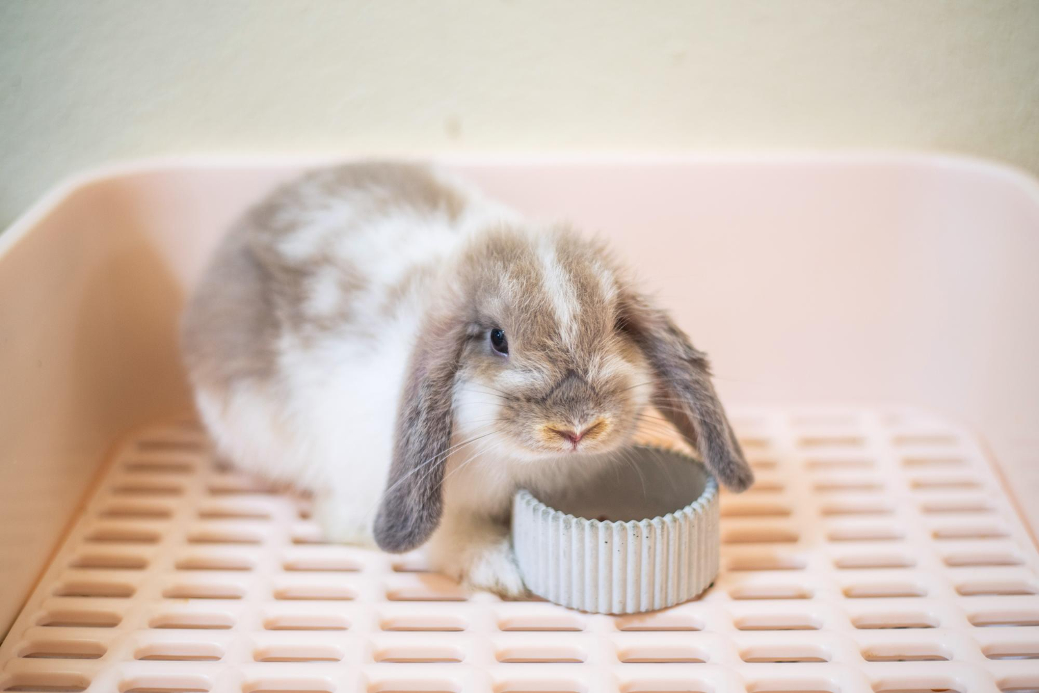 Pet rabbit staying in cage