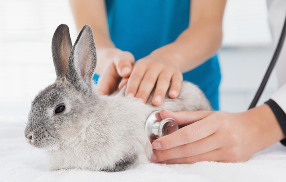 The veterinarian is doing a physical examination on the rabbit