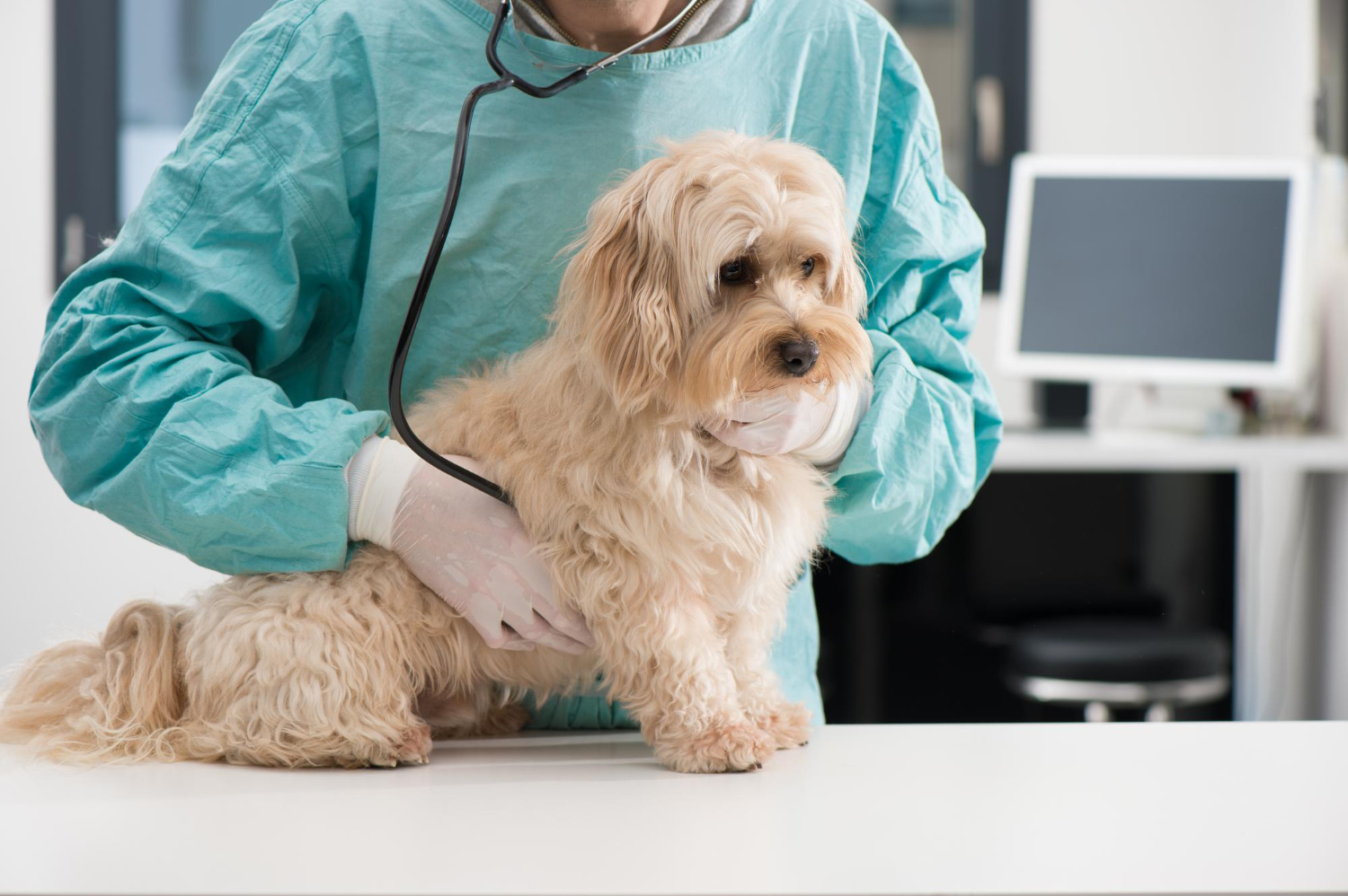 Veterinarian is examining dog with stethoscope