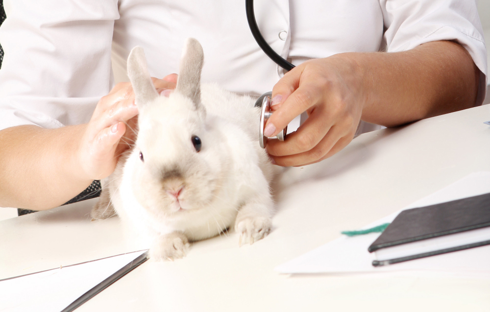 Veterinarian is examining rabbit with stethoscope
