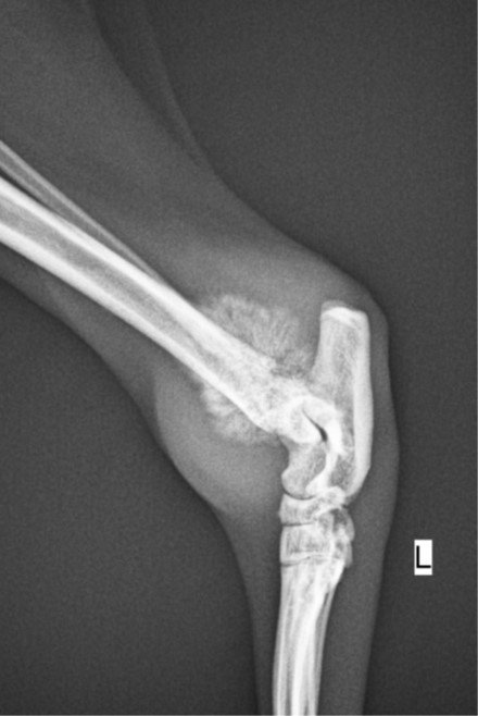 fSSA Case 2 Xray-1