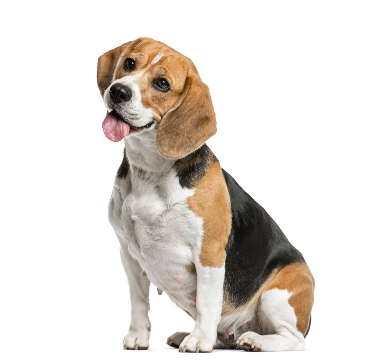 Sitting and panting beagles