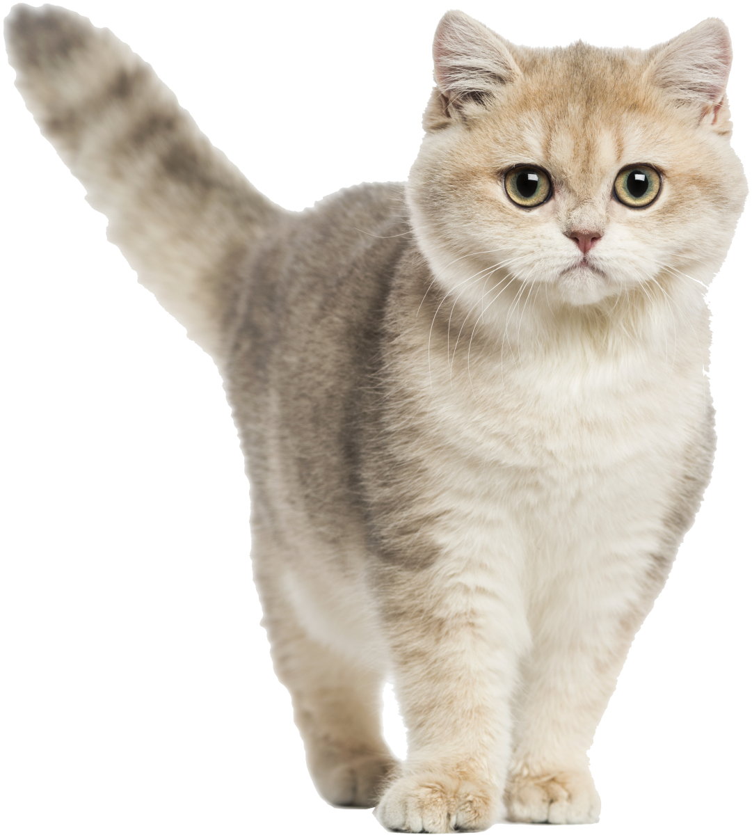 british-shorthair-cat