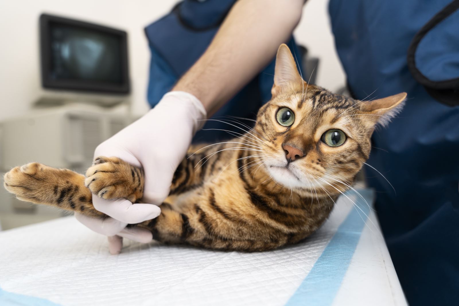 close-up-doctor-holding-cat