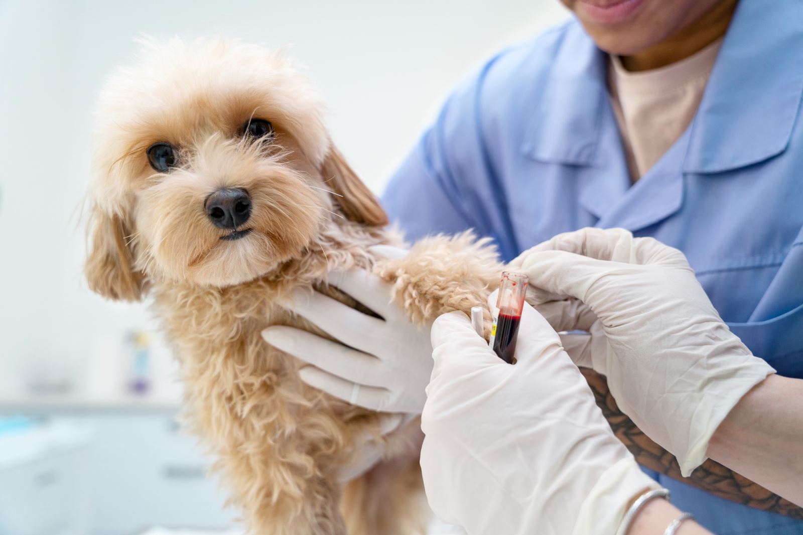 Photo: Veterinarian is collecting blood from dog