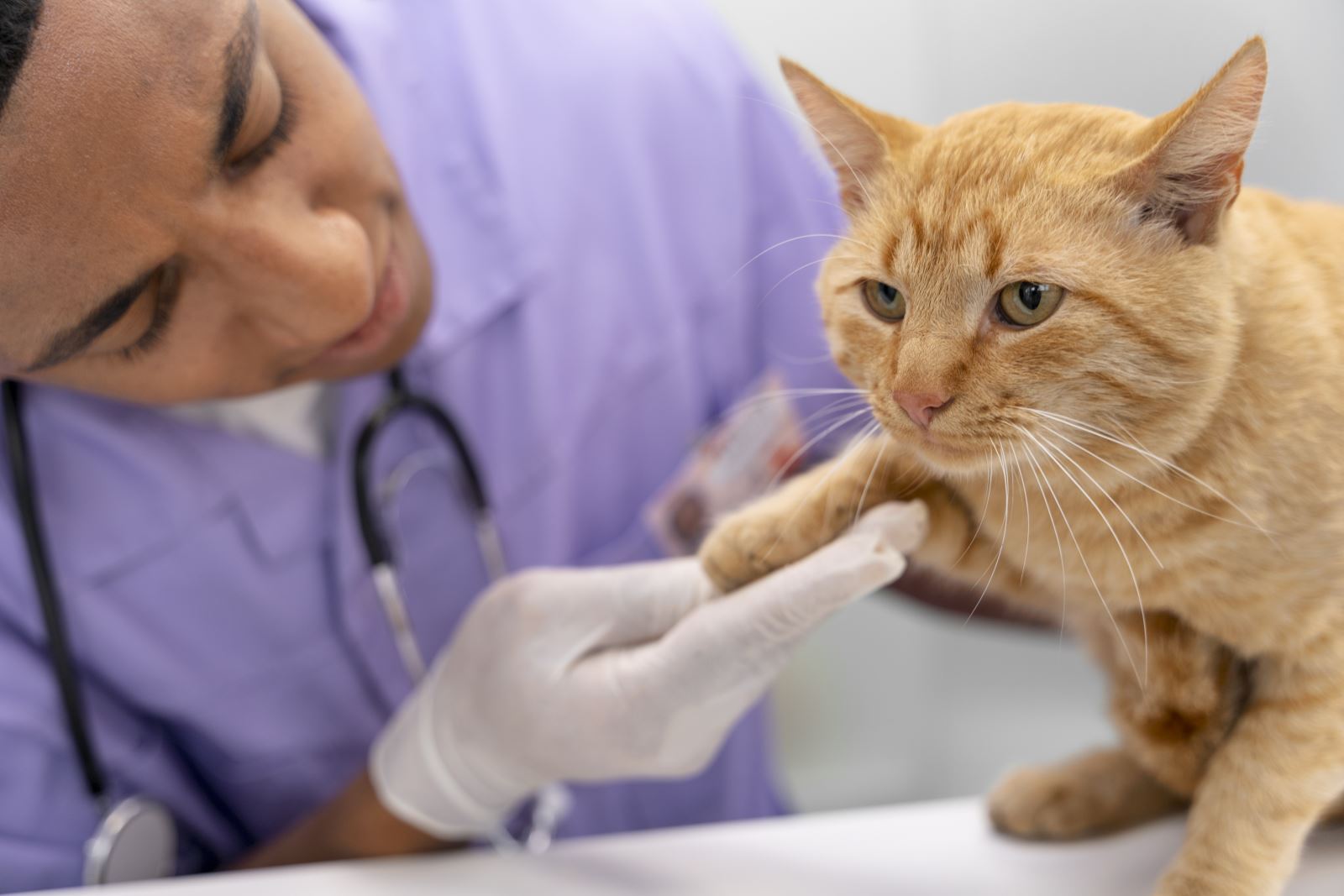close-up-male-veterinarian-taking-care-cat