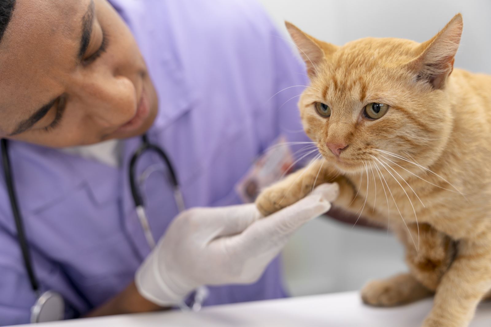 close-up-male-veterinarian-taking-care-cat