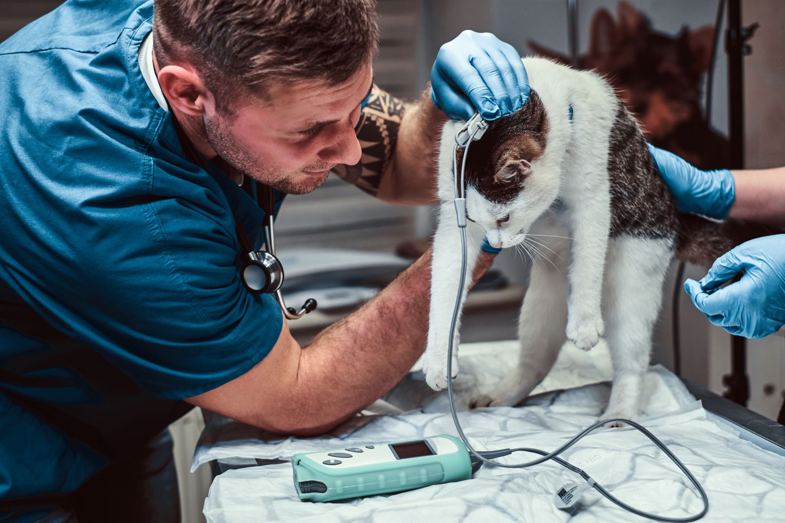 Photo: Cat is undergoing a physical examination at the veterinary clinic and having her blood pressure measured