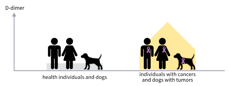 individuals with cancers and dogs with tumors show higher D-dimer levels than the counterparts