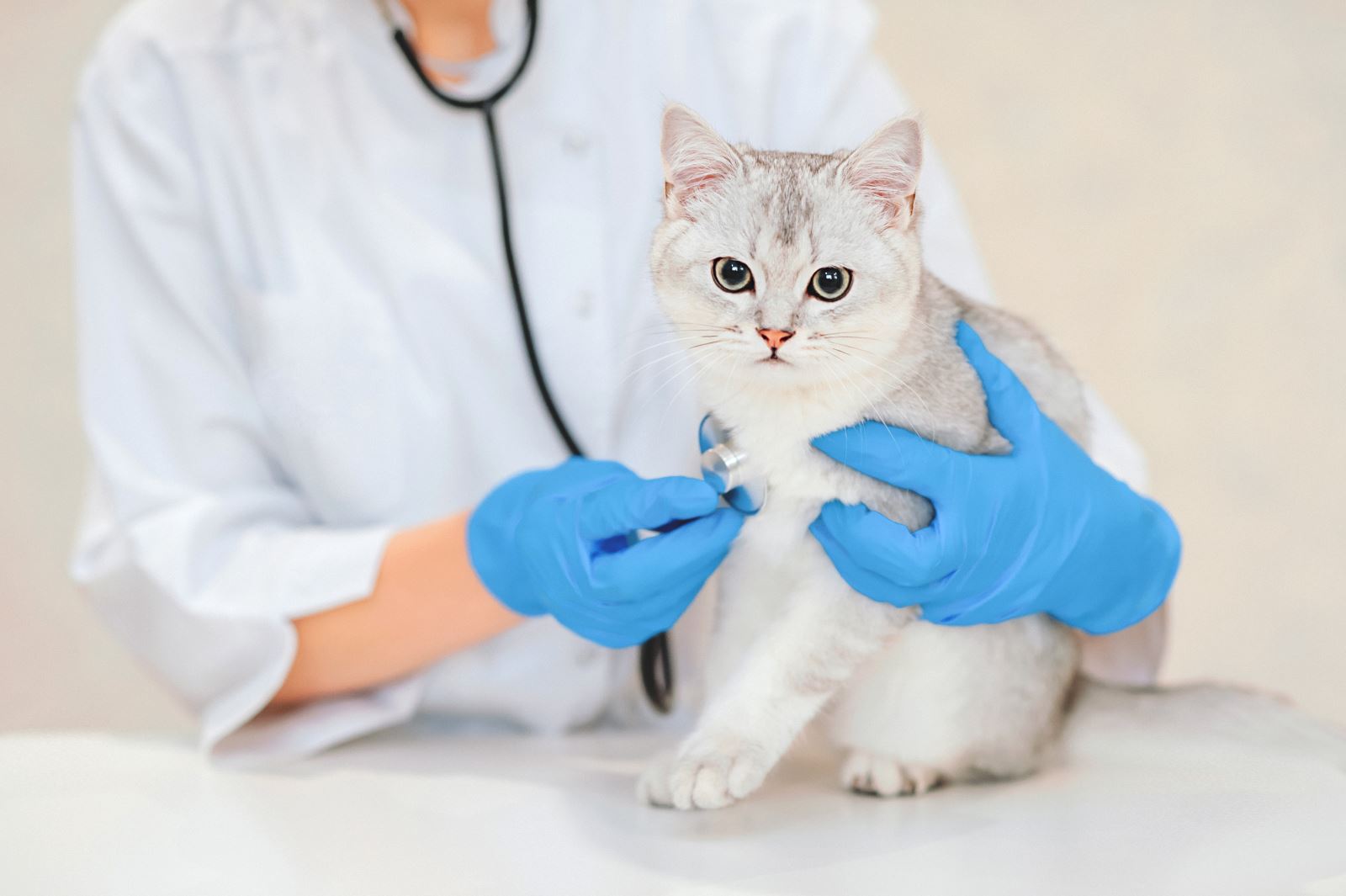 female-veterinary-doctor-using-stethoscope-cute-scottish-straight-silver-chinchilla-cat