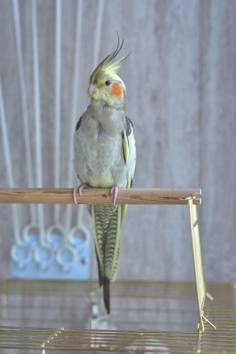cockatiel sitting on the branch