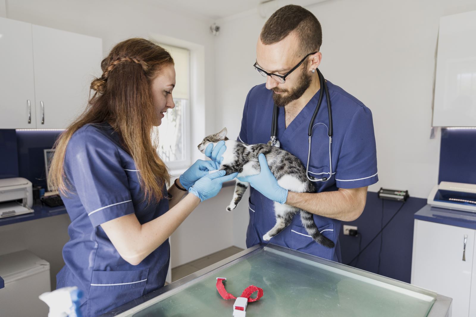 medium-shot-veterinarians-helping-cat